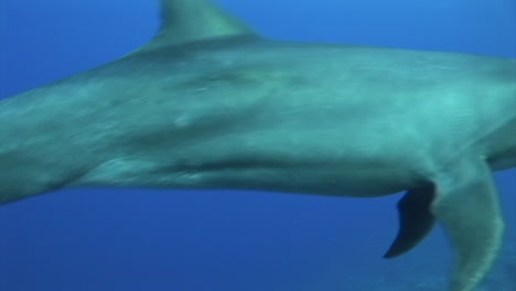 bottlenose dolphins, tursiops truncatus enters frame in clear blue water of the south pacific ocean and swims in front of the camera