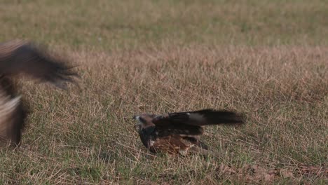 Black-eared-Kite-Milvus-lineatus-seen-on-the-grass-facing-to-the-left-and-then-a-Kite-dives-down-to-annoy-it,-Pak-Pli,-Nakhon-Nayok,-Thailand