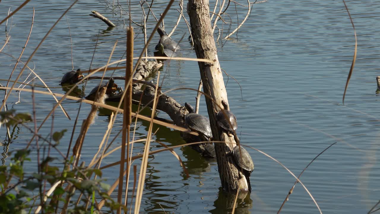 Tartarughe che si crogiolano al sole su un tronco in uno stagno naturale con superficie d'acqua calma