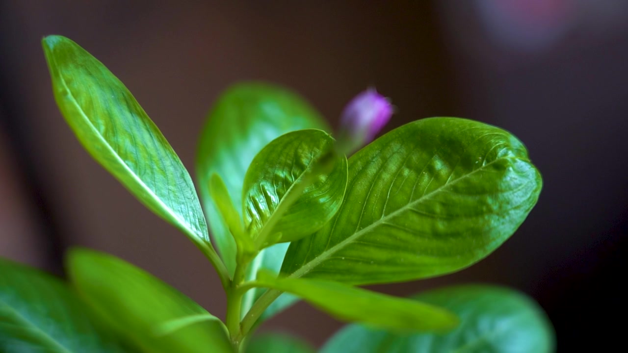Primo piano estremo di una foglia di vinca rosea, a fuoco, in filmato al rallentatore
