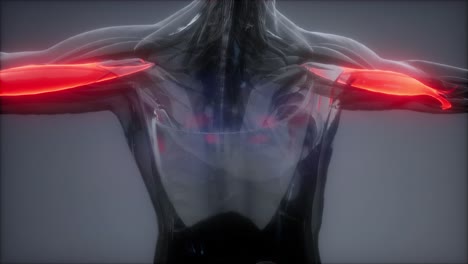 bíceps - mapa de la anatomía muscular visible