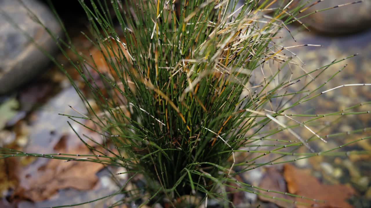 물에 있는 수생 식물의 큰 식물