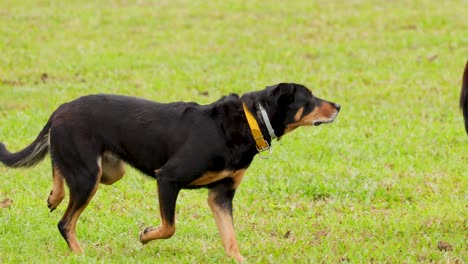 a cattle dog skillfully herds cows in a grassy field under natural daylight in port douglas, australia