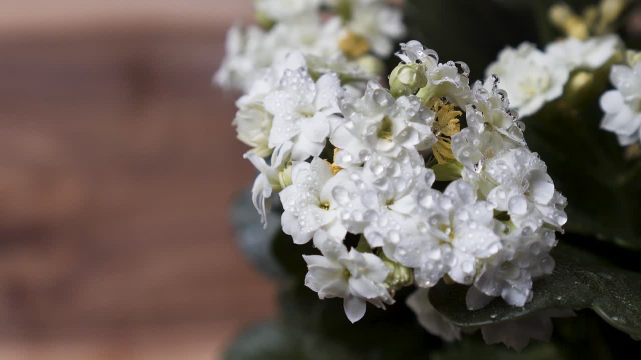 hermosa flor blanca de kalanchoe con gotas de agua