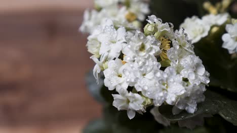 Schöne-Weiße-Kalanchoe-blume-Mit-Wassertropfen