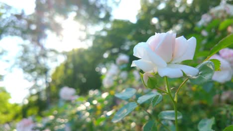 Primer-Plano-De-Una-Rosa-Blanca-En-Flor-En-Un-Jardín-Iluminado-Por-El-Sol