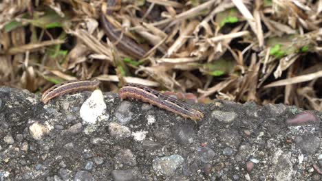 Invasive-species-lawn-armyworm-crawling-on-sidewalk-next-to-damaged-grass