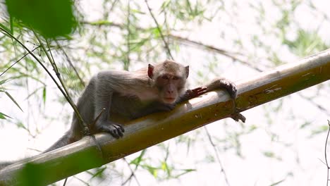 the long-tailed macaques are the easiest monkeys to find in thailand as they are present at temple complexes, national parks, and even villages and cities