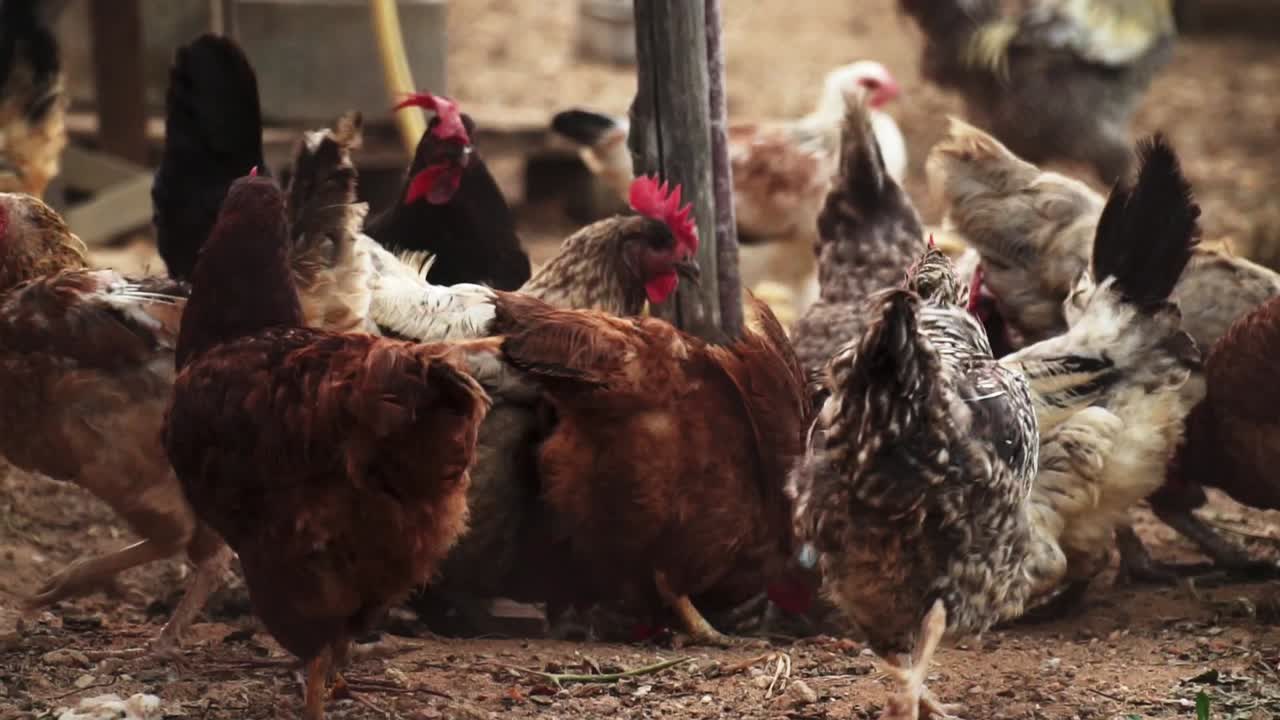 varias gallinas orgánicas alimentándose en el suelo de un patio de aves de corral