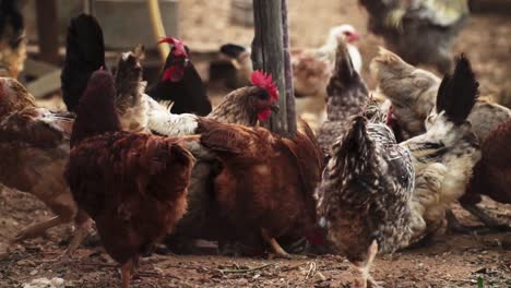 Varias-Gallinas-Orgánicas-Alimentándose-En-El-Suelo-De-Un-Corral