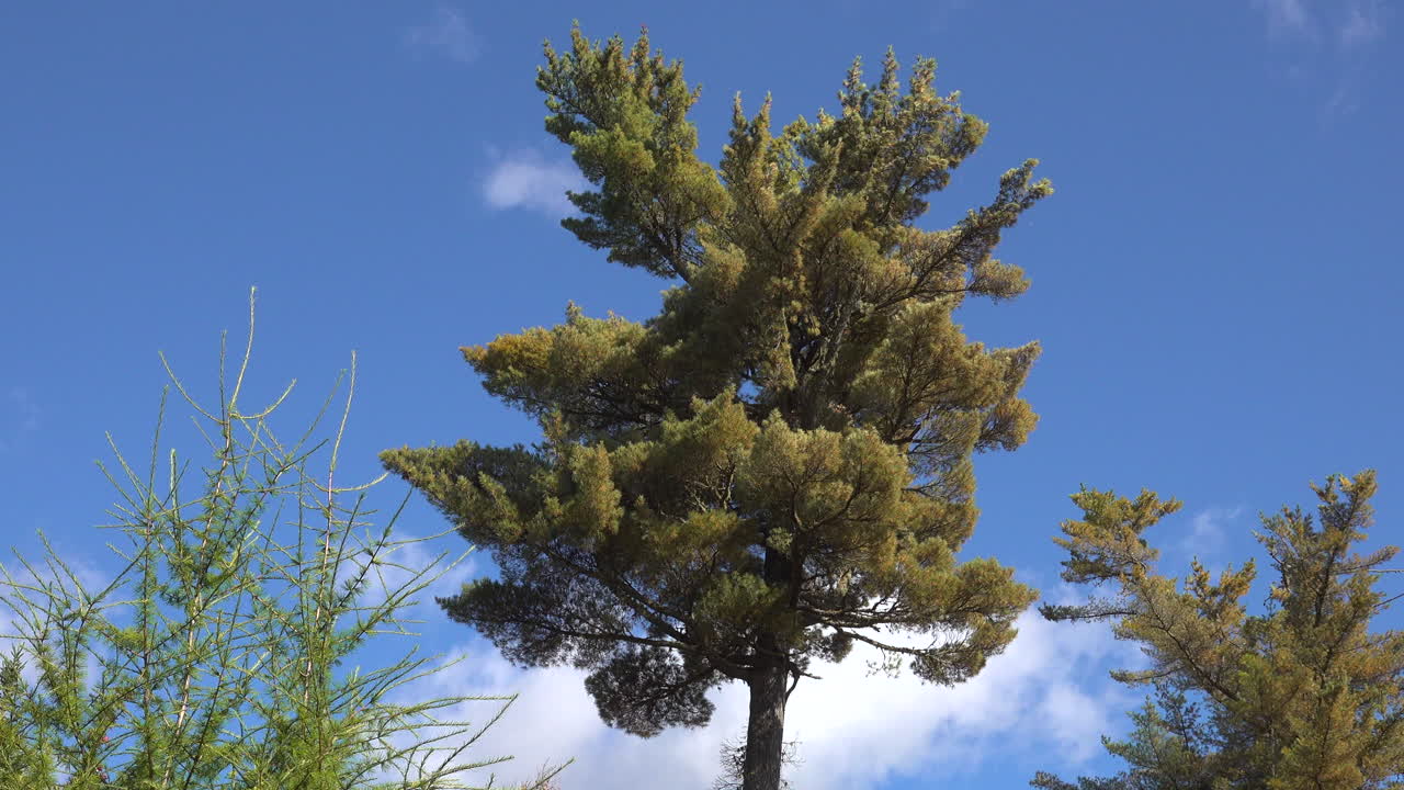 Close-up of an Eastern White Pine (Pinus strobus) shedding needles in the autumn wind in Mauricie, Quebec, Canada. Golden light highlights the forest and seasonal foliage