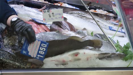 fish being arranged at melbourne's queen victoria market