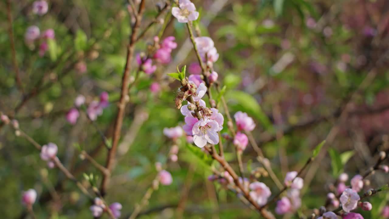 Peach Blossoms in Spring