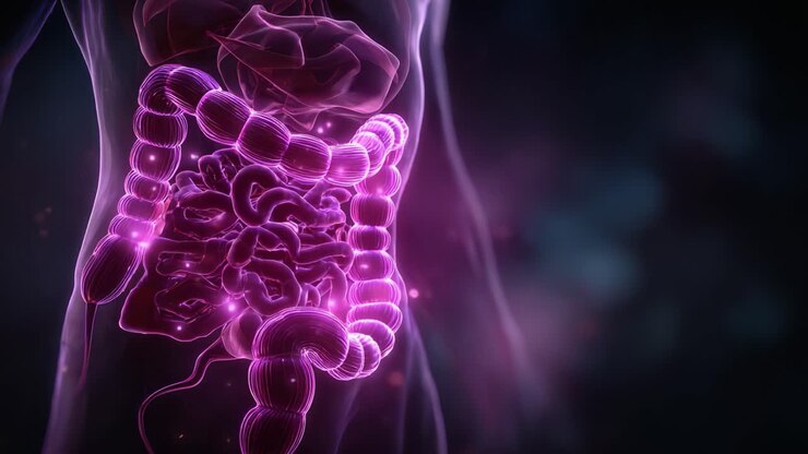 A Stunning Visualization of the Human Digestive System Featuring the Intestines Illuminated in Vivid Colors, Highlighting the Intricacies of Gastrointestinal Anatomy