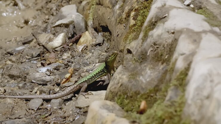 Lucertola verde su rocce vicino a un ruscello