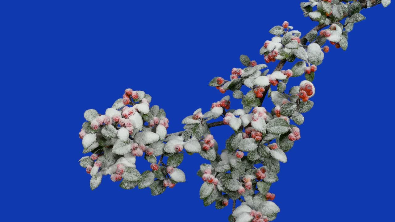 Red Berry Bush Covered In Snow On Bluescreen