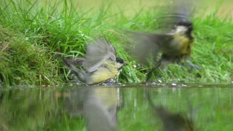 great tit bathing in a pond