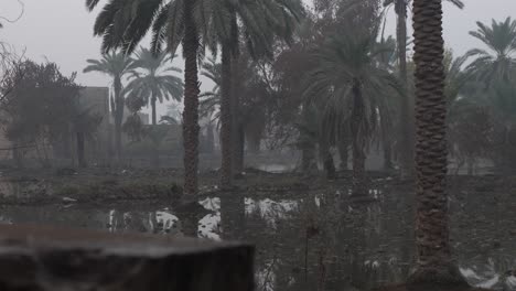 slow pan right view across waterlogged muddy field in sindh with date palm trees