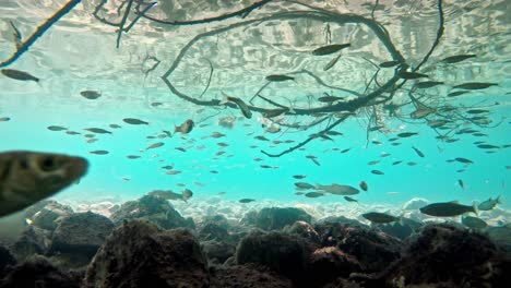 Fish-swimming-in-very-clear-and-transparent-shallow-water