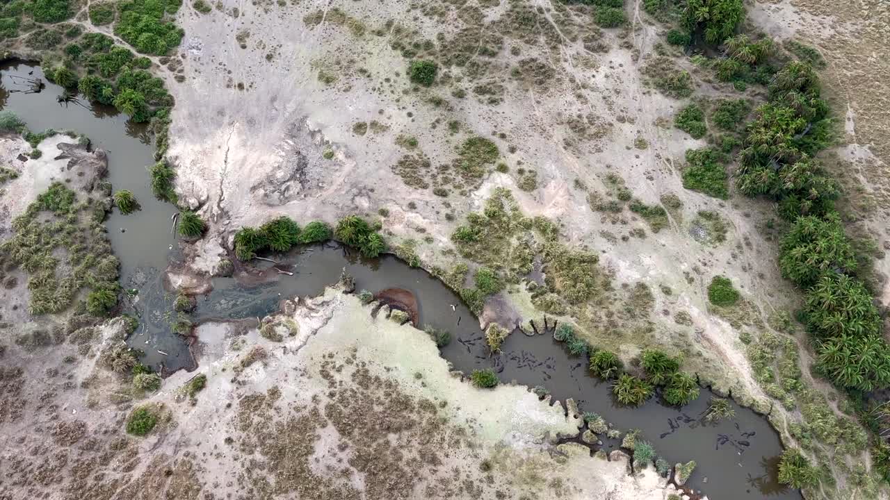 vista aérea de arriba hacia abajo de la piscina de hipopótamos en el parque nacional serengeti, tanzania.