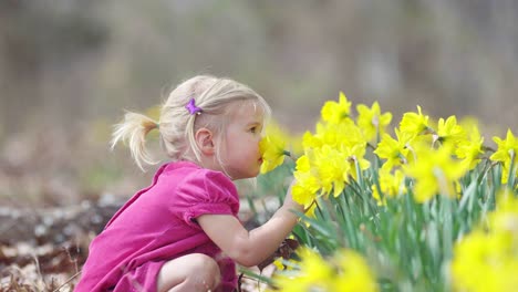 cute little girl sniffs daffodil flower