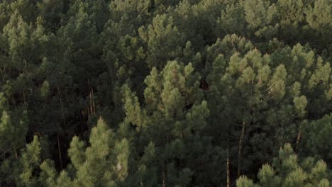aerial reveal view of dense green pine forest canopy and large industrial complex with steam plumes, castets, france