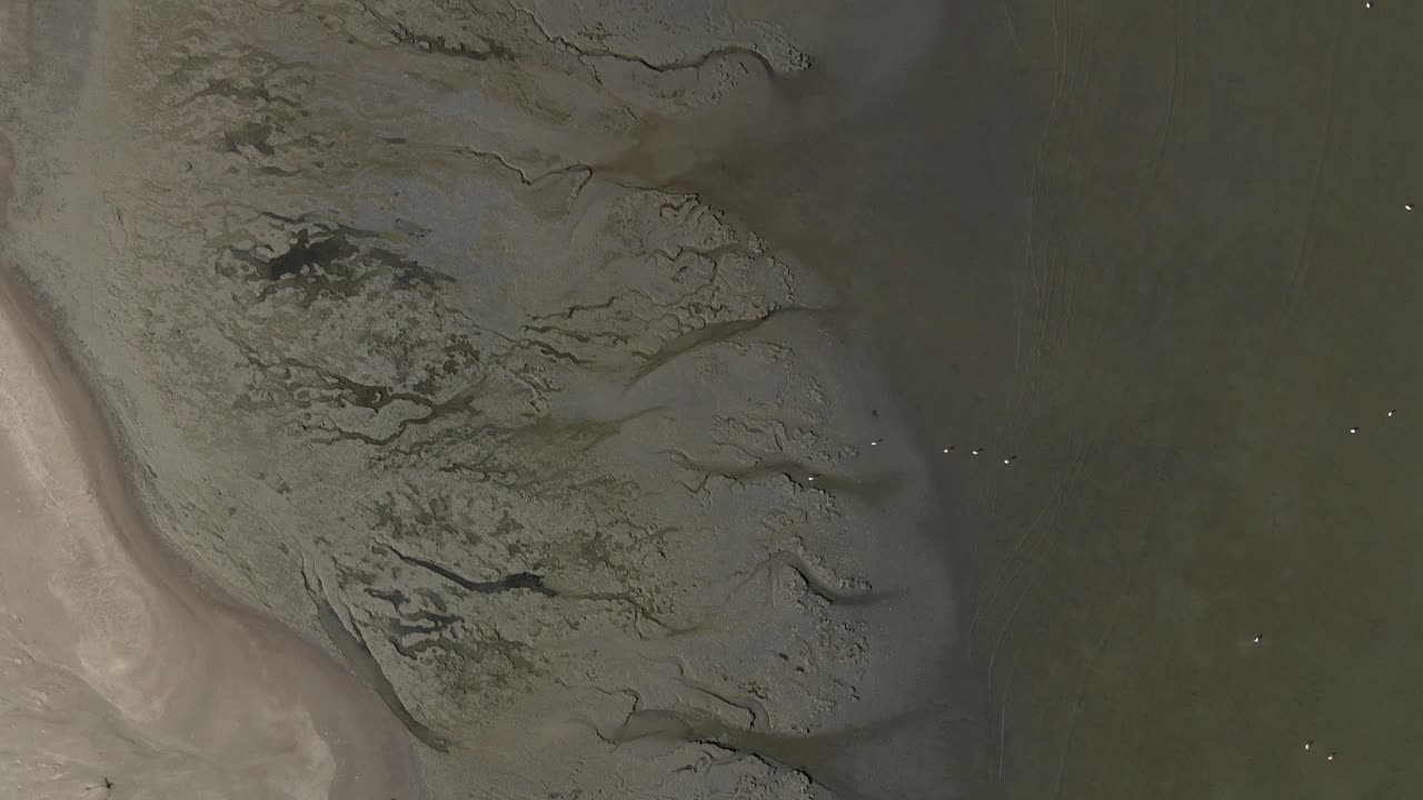 vertical aérea de lodo de marea plano con flamencos que se alimentan en el agua