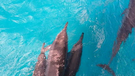 delfines nadando a cámara lenta - brasil