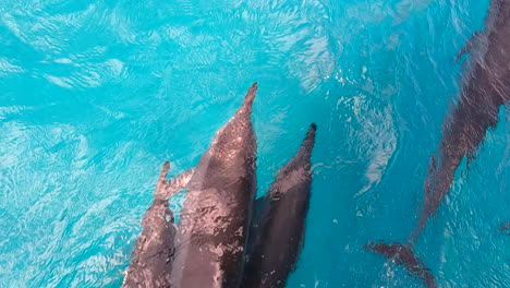 dolphins swimming slow motion - brazil