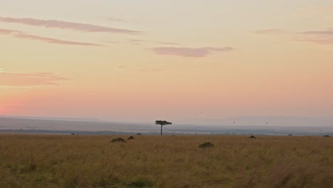 Paisaje-De-Sabana-De-árboles-De-Acacia,-Conduciendo-A-Través-Del-Paisaje-En-Masai-Mara-En-Vacaciones-De-Safari-En-La-Reserva-Nacional-De-Maasai-Mara-En-Kenia,-áfrica,-Al-Amanecer-O-Al-Atardecer,-Tiro-De-Conducción-De-Cardán-De-Steadicam