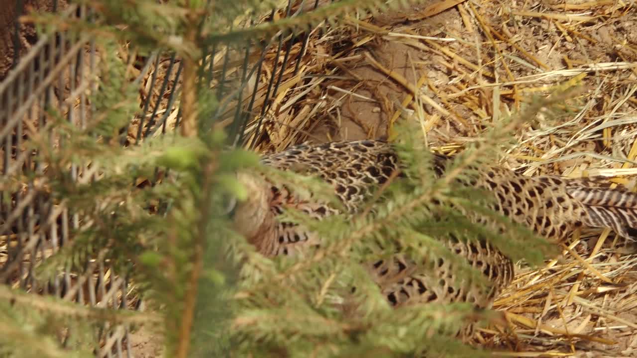 카메라를 바라보는  ⁇ 집에 있는 가금류