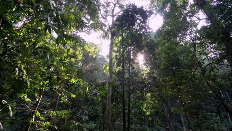 panning árbol verde en la selva tropical de malasia