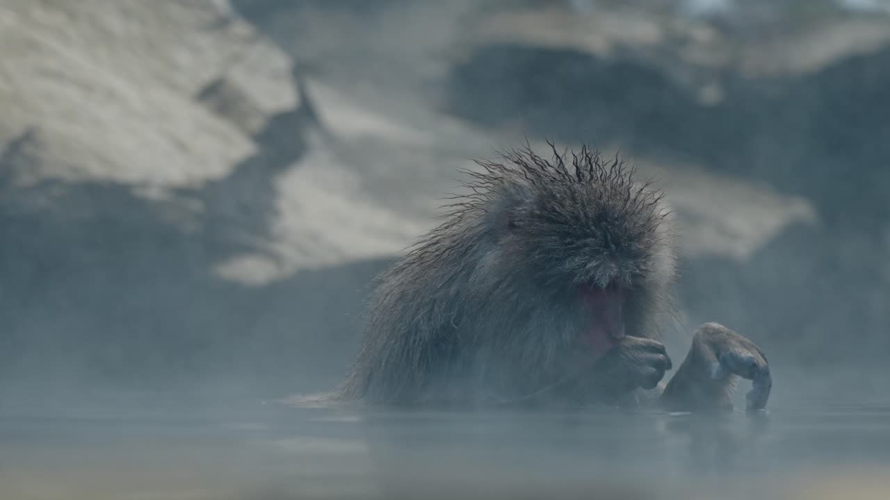 그림 같은 눈 인 풍경에 둘러싸인 지고쿠다니 온센의 따뜻한 물에서 휴식을 취하면서 자신을 청소하는 눈 원이의 조용한 순간.