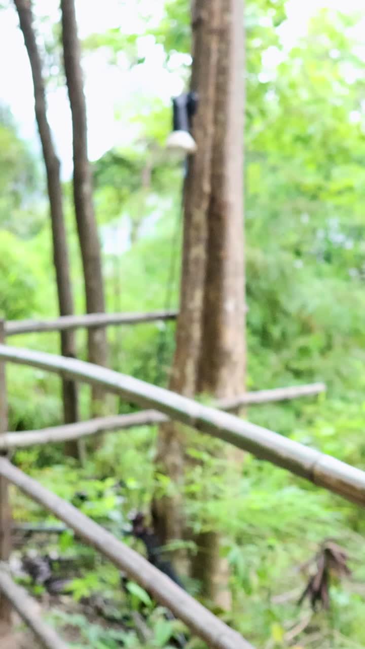 un macaco atraviesa una barandilla en el exuberante bosque de cangrejo