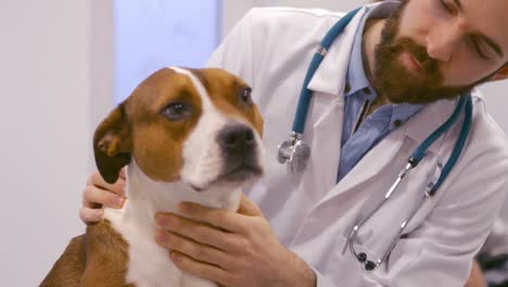 vet examining the dog