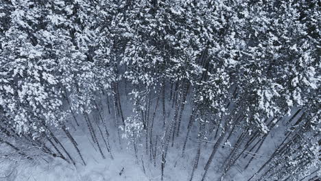 Filmische-Drohnenperspektive,-Die-Einen-Schneebedeckten-Wald-Von-Oben-Zeigt