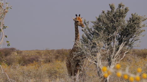 babygiraf die uit een struik eet