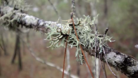 lichen on a pine tree branch