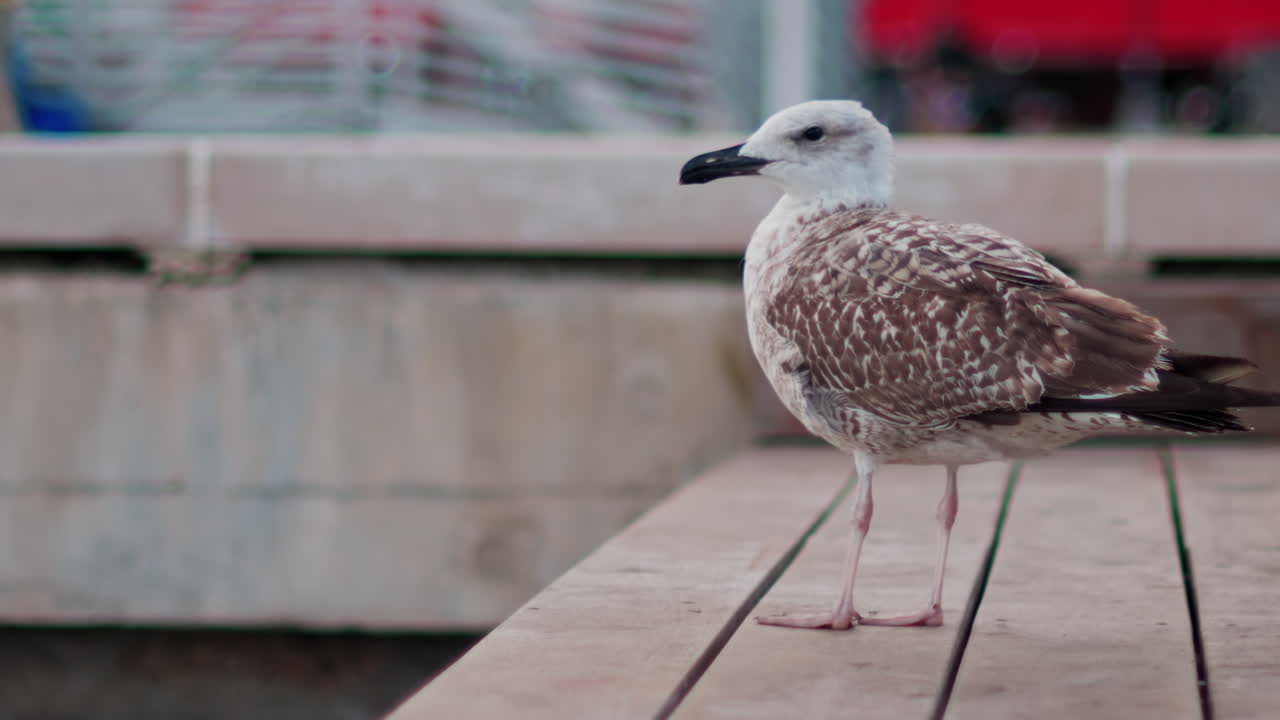 Close up of a seagull on a ledge with a blurred view of a harbour on the background