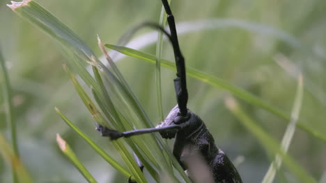 longhorn beetle on grass