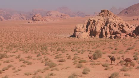 骆驼在约旦沙漠的wadi rum的广<unk>沙漠景观中移动