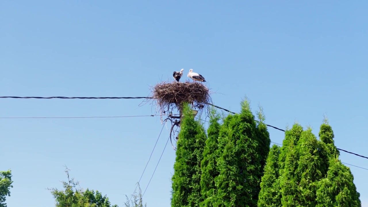 Two beautiful white storks rest inside large twig nest built on electricity column. Static wide shot displays green cedar foliage against clear blue sky with peaceful mood.