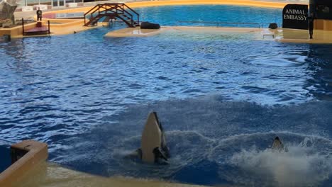couple-of-killer-whale-performing-in-swimming-pool-perfect-synchronicity-play-in-front-of-public