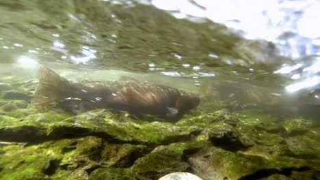 Underwater-footage-of-Lahontan-cutthroat-trout-spawning-in-a-small-stream