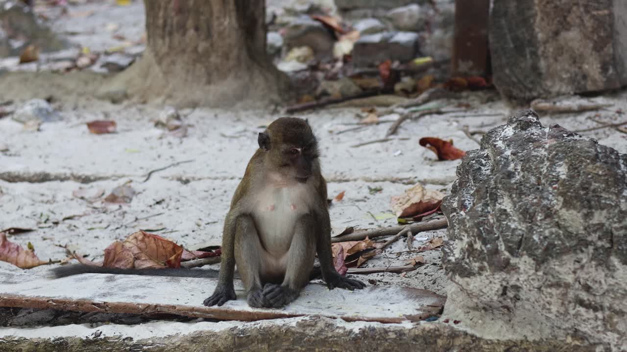 A monkey sits quietly amidst a tranquil environment.