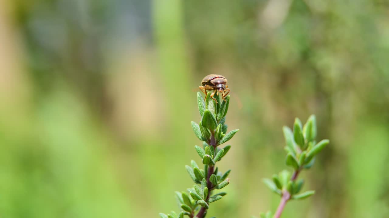 pequeño escarabajo girando sobre una planta verde