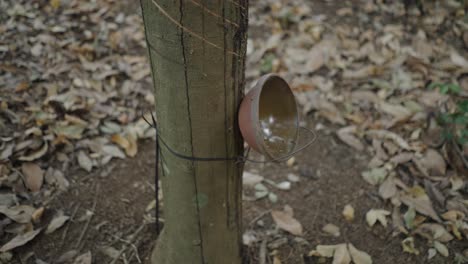 rubber tapping process