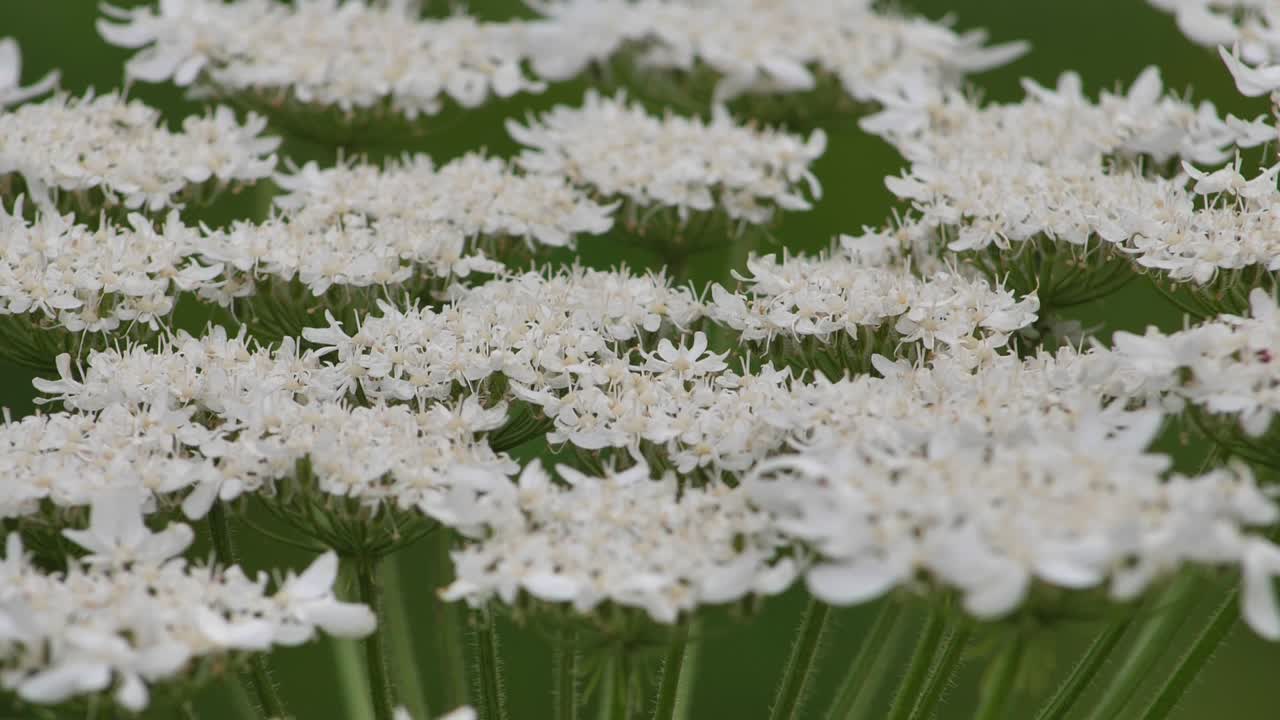 큰 흰색 꽃, heracleum manteggazzianum에 대한 거대한 hogweed