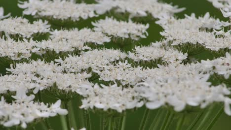 hogweed gigante contra con grandes flores blancas, heracleum manteggazzianum