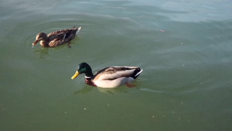 two ducks swimming in the pittsburgh river